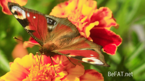 Butterfly image. Post: inspiration and motivation transformation personal growth self-love befat.net